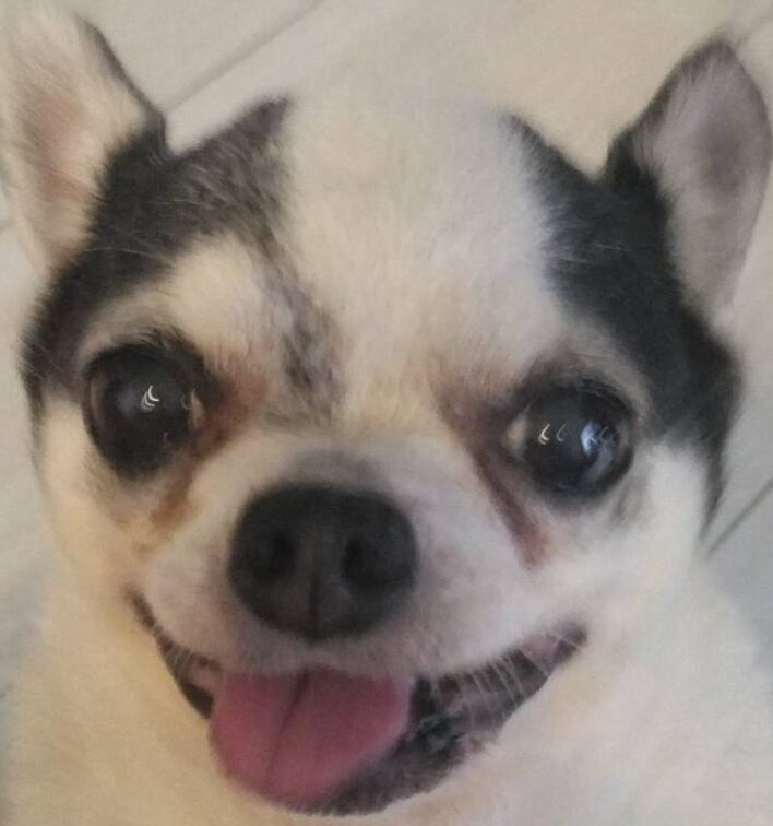 こころみたすペット思い出セレモニーにて葬儀したペットちゃん | もーちゃん