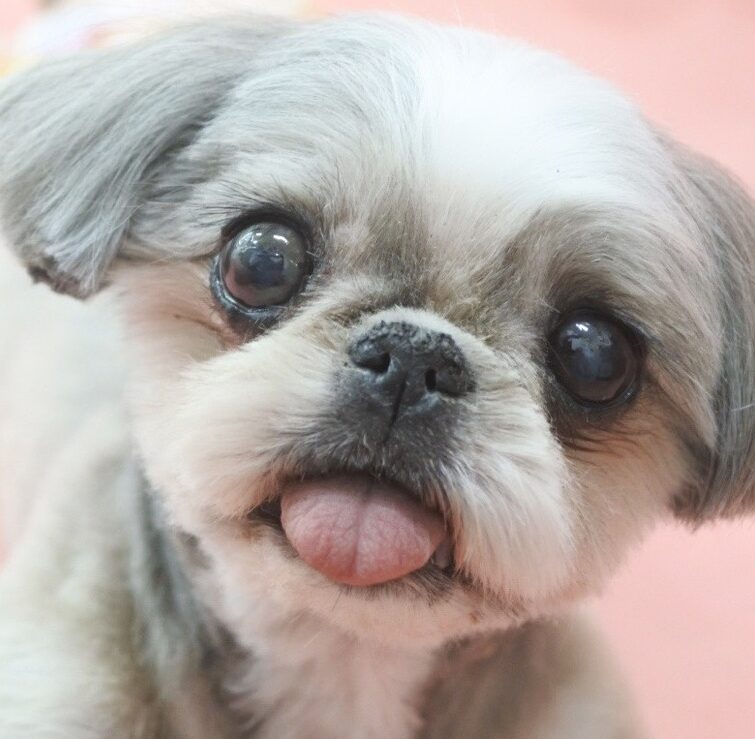 こころみたすペット思い出セレモニーにて葬儀したペットちゃん | 天ちゃん