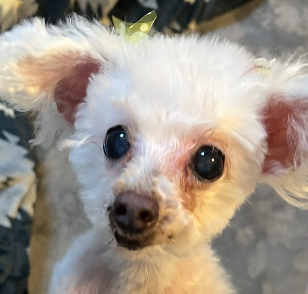 こころみたすペット思い出セレモニーにて葬儀したペットちゃん | カーリーくん