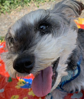 こころみたすペット思い出セレモニーにて葬儀したペットちゃん | ちゃちゃちゃん