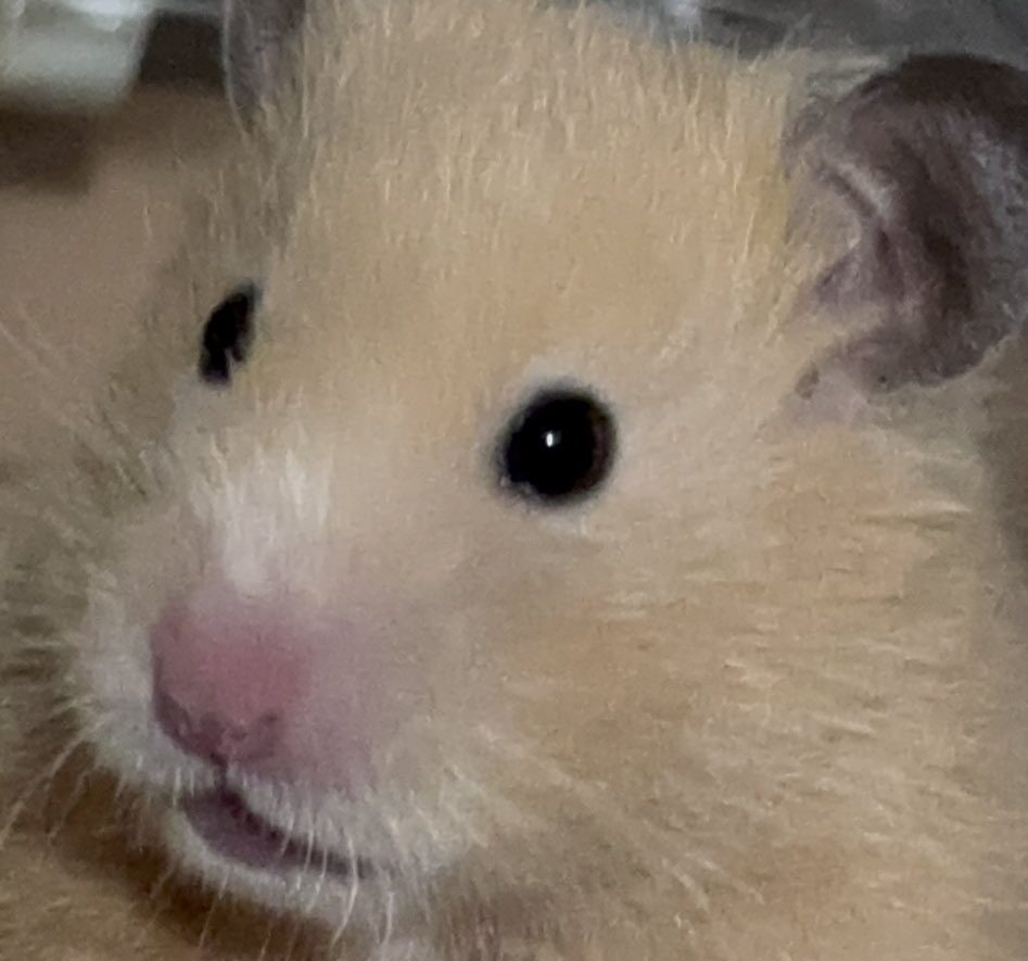 こころみたすペット思い出セレモニーにて葬儀したペットちゃん | つくねちゃん