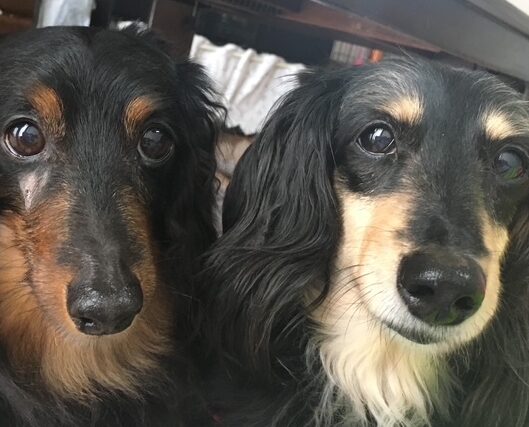 こころみたすペット思い出セレモニーにて葬儀したペットちゃん | ココちゃん