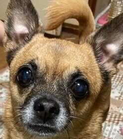 こころみたすペット思い出セレモニーにて葬儀したペットちゃん | ココアちゃん