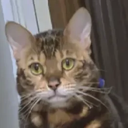 こころみたすペット思い出セレモニーにて葬儀したペットちゃん | ベンくん