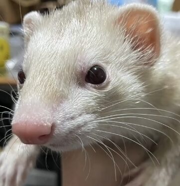 こころみたすペット思い出セレモニーにて葬儀したペットちゃん | そらちゃん