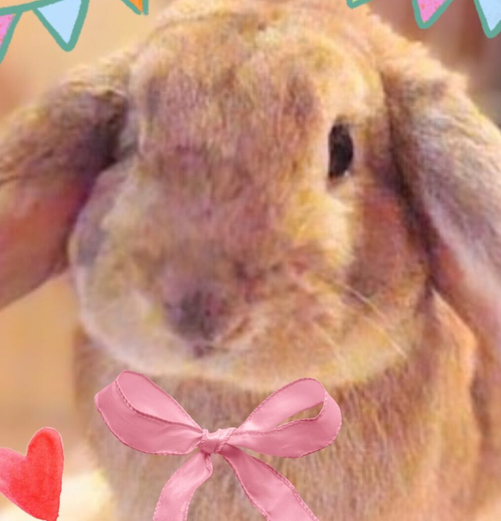 こころみたすペット思い出セレモニーにて葬儀したペットちゃん | う~くん