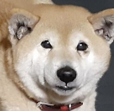 こころみたすペット思い出セレモニーにて葬儀したペットちゃん | あいちゃん