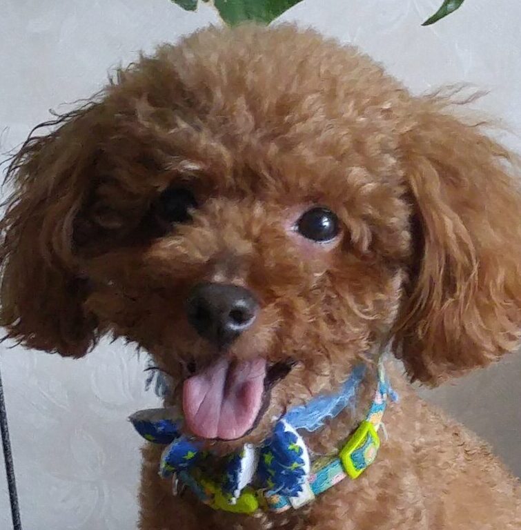 こころみたすペット思い出セレモニーにて葬儀したペットちゃん | くるくん