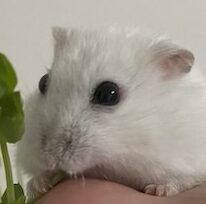 こころみたすペット思い出セレモニーにて葬儀したペットちゃん | 大福くん