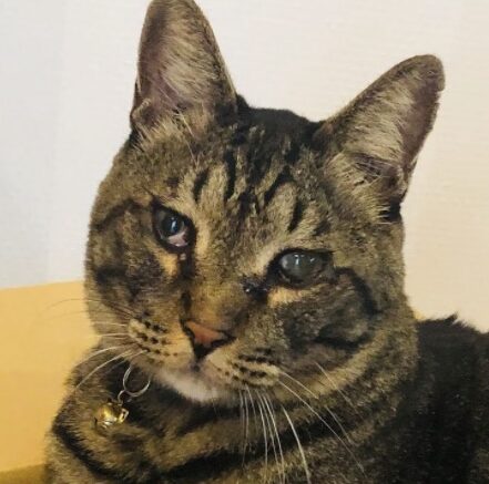 こころみたすペット思い出セレモニーにて葬儀したペットちゃん | ファビくん