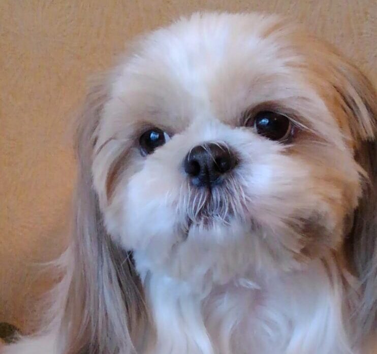 こころみたすペット思い出セレモニーにて葬儀したペットちゃん | ロンドちゃん