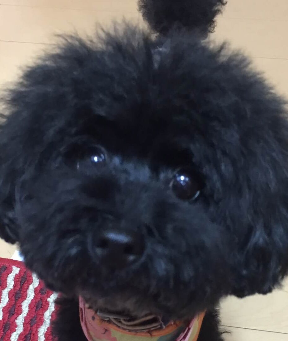 こころみたすペット思い出セレモニーにて葬儀したペットちゃん | マカロンちゃん