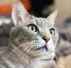 こころみたすペット思い出セレモニーにて葬儀したペットちゃん | みゃーこちゃん