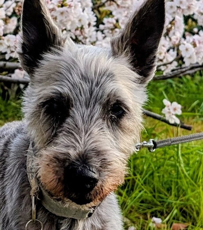 こころみたすペット思い出セレモニーにて葬儀したペットちゃん | 勝くん