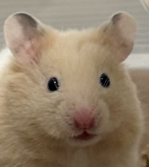 こころみたすペット思い出セレモニーにて葬儀したペットちゃん | そらくん