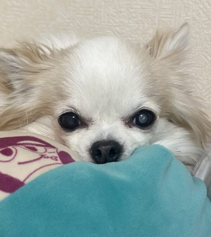 こころみたすペット思い出セレモニーにて葬儀したペットちゃん | 翔くん