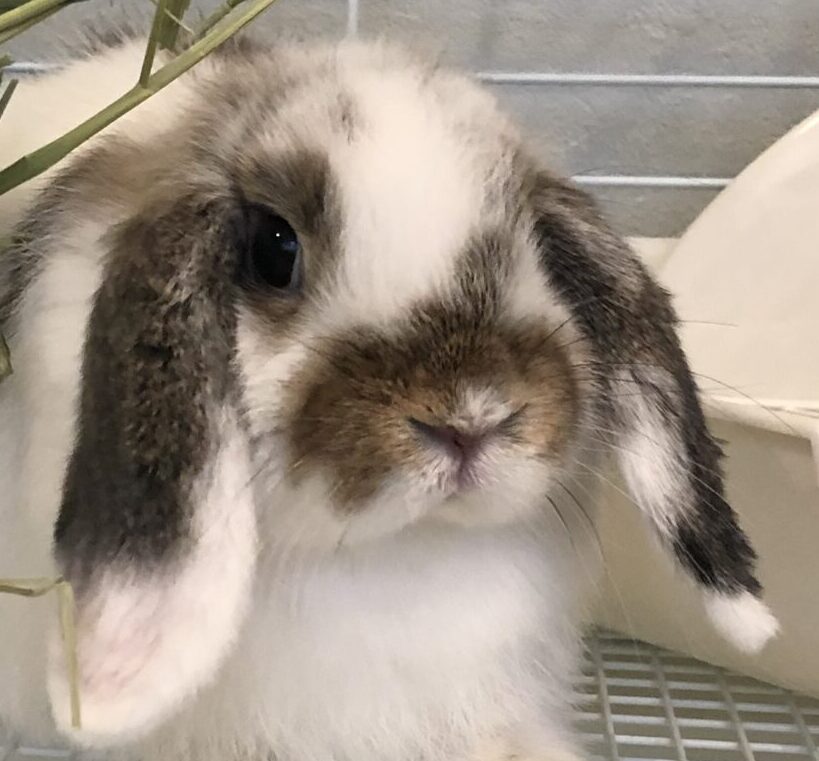 こころみたすペット思い出セレモニーにて葬儀したペットちゃん | とうびちゃん