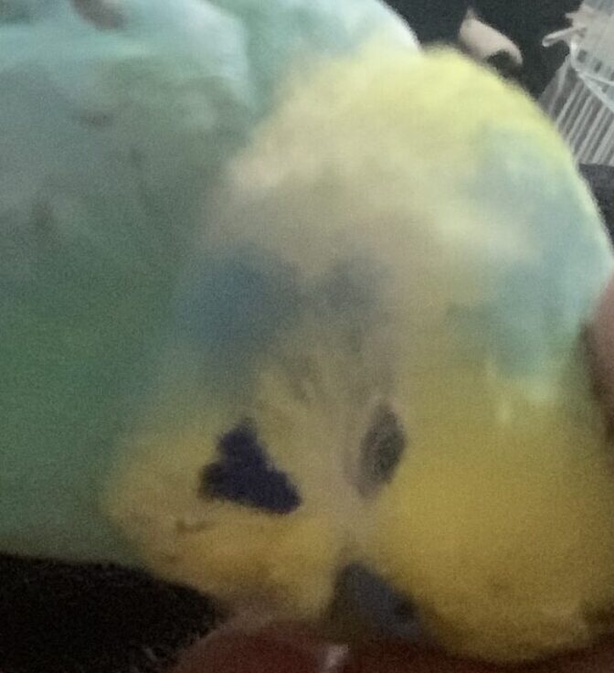 こころみたすペット思い出セレモニーにて葬儀したペットちゃん | おたまくん