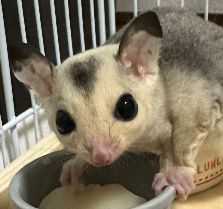 こころみたすペット思い出セレモニーにて葬儀したペットちゃん | ココちゃん