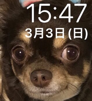 こころみたすペット思い出セレモニーにて葬儀したペットちゃん | ラミちゃん