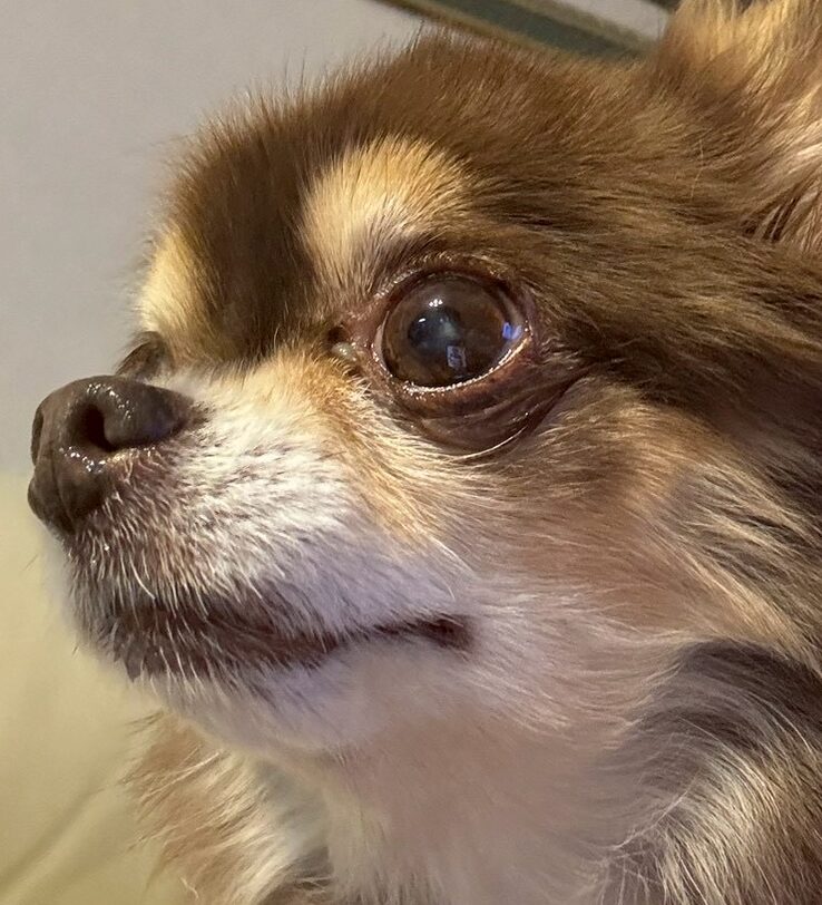 こころみたすペット思い出セレモニーにて葬儀したペットちゃん | リンちゃん