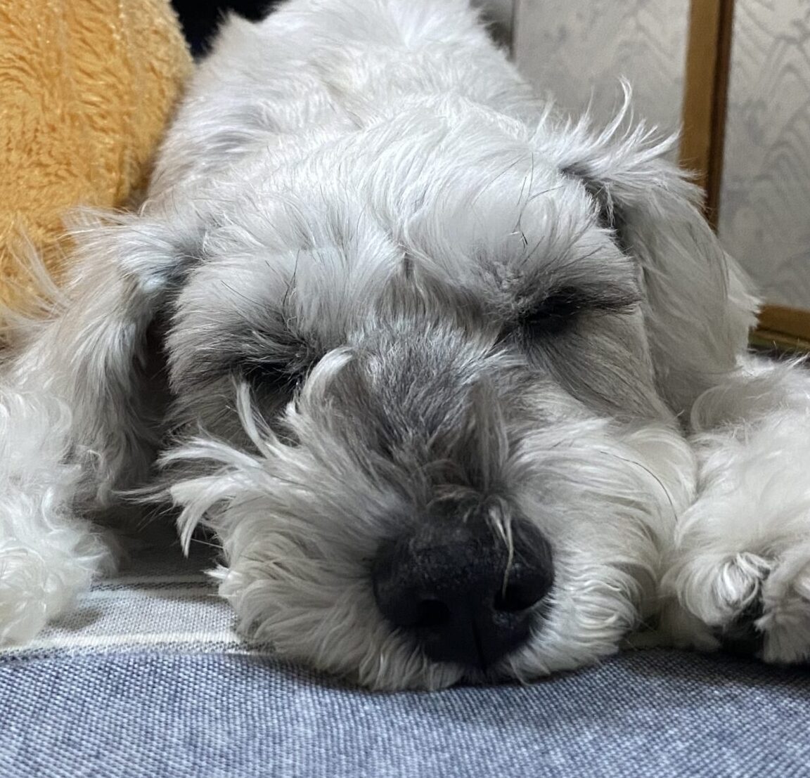 こころみたすペット思い出セレモニーにて葬儀したペットちゃん | マロンくん