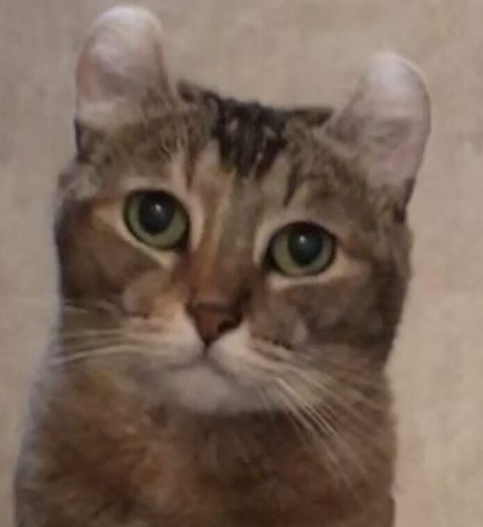 こころみたすペット思い出セレモニーにて葬儀したペットちゃん | ナナちゃん