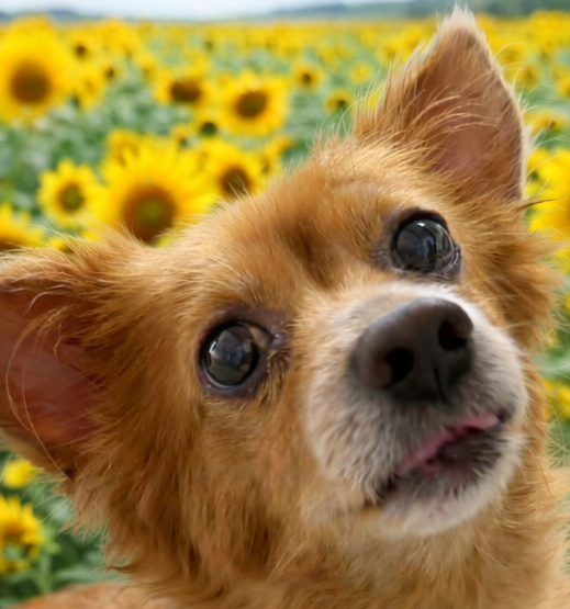 こころみたすペット思い出セレモニーにて葬儀したペットちゃん | ビビくん