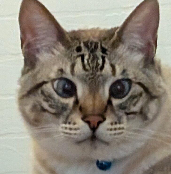 こころみたすペット思い出セレモニーにて葬儀したペットちゃん | ななくん