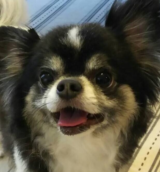 こころみたすペット思い出セレモニーにて葬儀したペットちゃん | コタくん