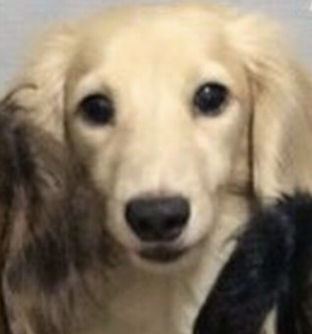 こころみたすペット思い出セレモニーにて葬儀したペットちゃん | 風ちゃん