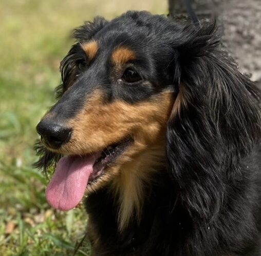 こころみたすペット思い出セレモニーにて葬儀したペットちゃん | ラムちゃん