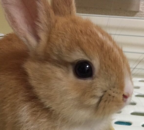 こころみたすペット思い出セレモニーにて葬儀したペットちゃん | ベルちゃん