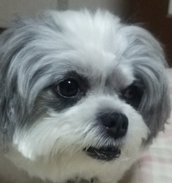 こころみたすペット思い出セレモニーにて葬儀したペットちゃん | いちちゃん