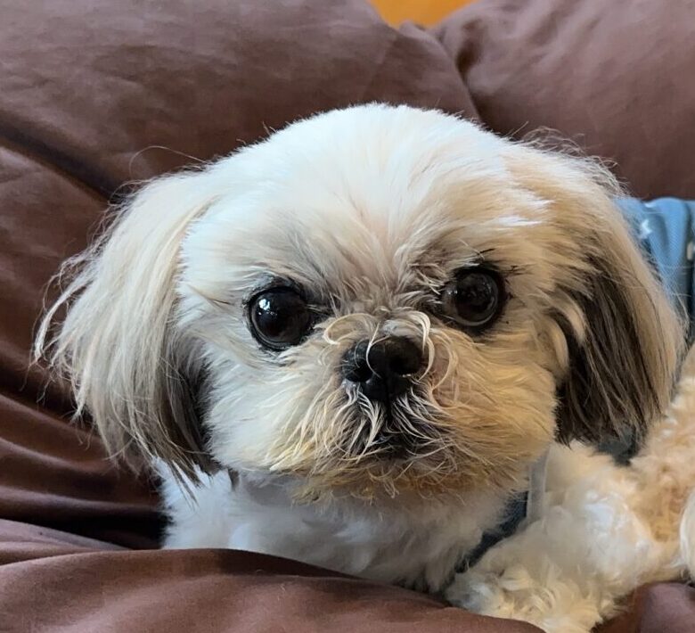 こころみたすペット思い出セレモニーにて葬儀したペットちゃん | まるちゃん