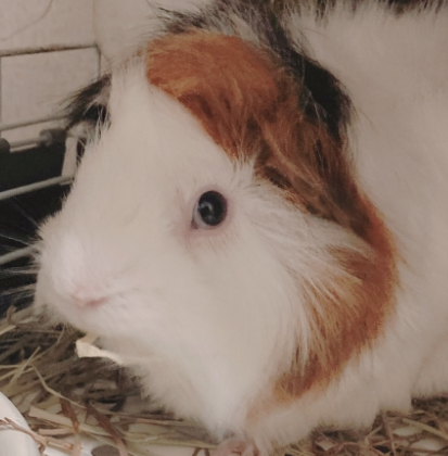 こころみたすペット思い出セレモニーにて葬儀したペットちゃん | ももちゃん