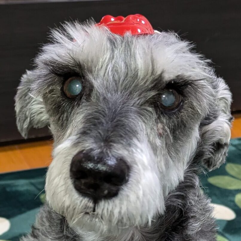 こころみたすペット思い出セレモニーにて葬儀したペットちゃん | ジャックくん