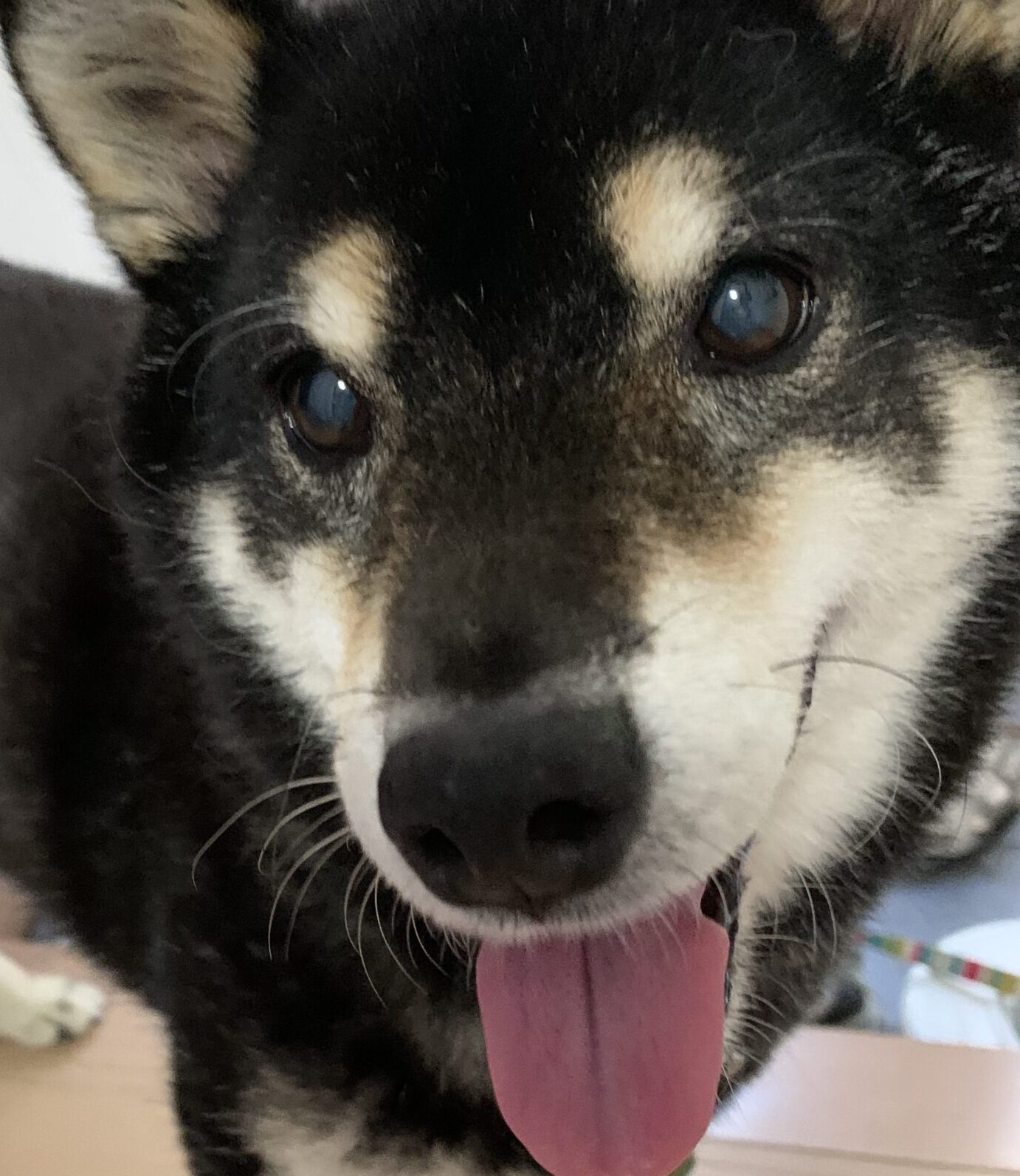 こころみたすペット思い出セレモニーにて葬儀したペットちゃん | ぺろちゃん