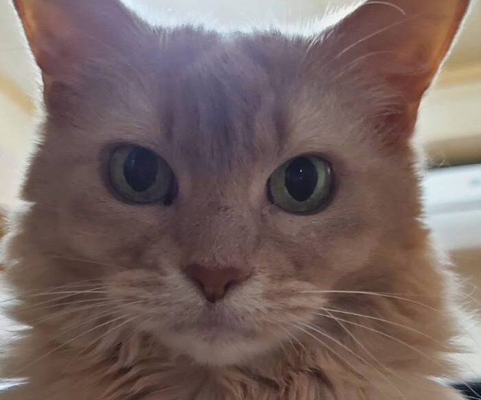 こころみたすペット思い出セレモニーにて葬儀したペットちゃん | さらびちゃん