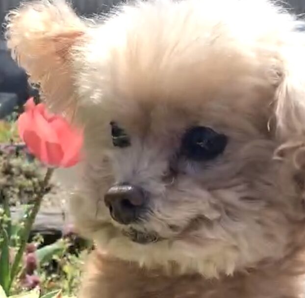 こころみたすペット思い出セレモニーにて葬儀したペットちゃん | つくねちゃん