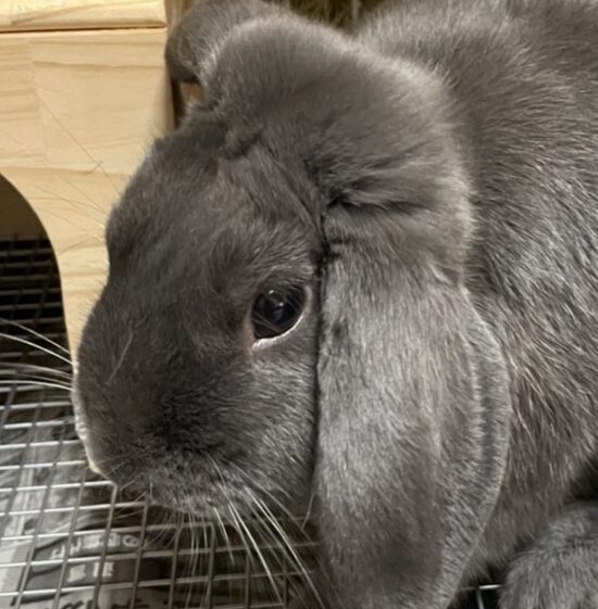 こころみたすペット思い出セレモニーにて葬儀したペットちゃん | ふくくん