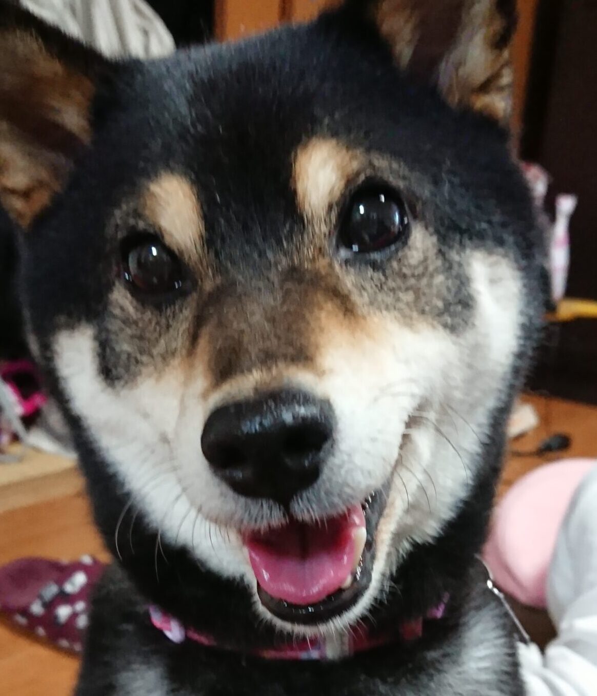 こころみたすペット思い出セレモニーにて葬儀したペットちゃん | はるかちゃん