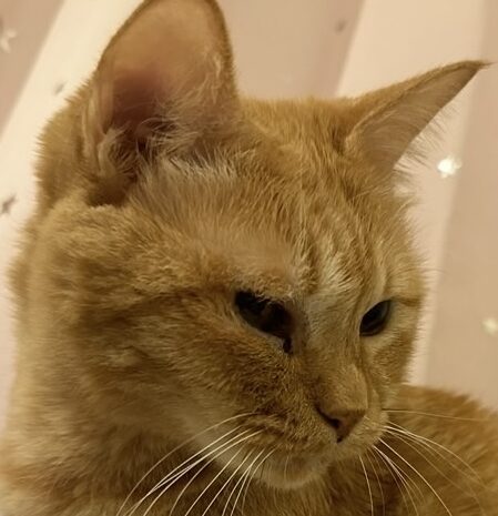 こころみたすペット思い出セレモニーにて葬儀したペットちゃん | のんちゃん