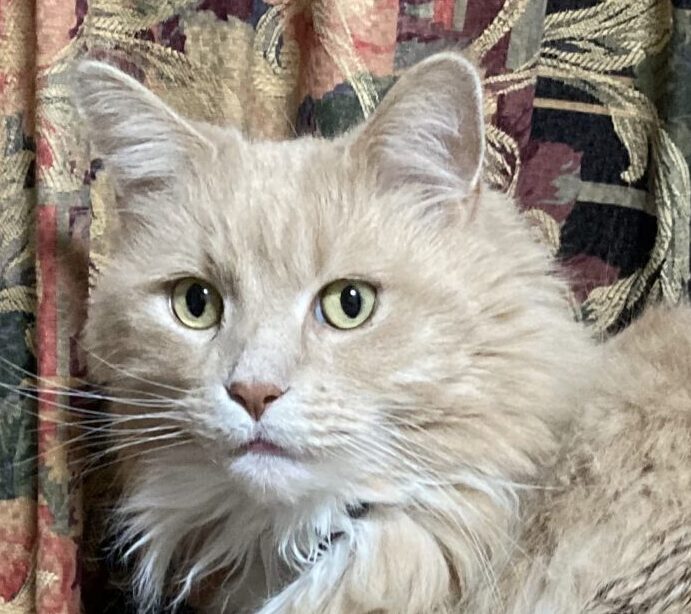 こころみたすペット思い出セレモニーにて葬儀したペットちゃん | アンディくん