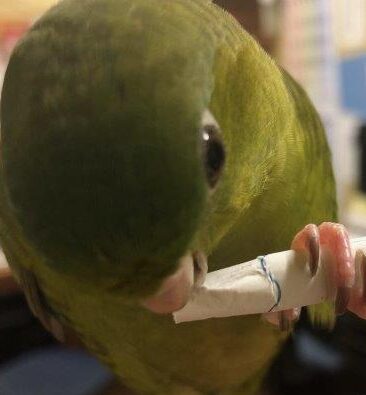 こころみたすペット思い出セレモニーにて葬儀したペットちゃん | ぴこ太郎くん