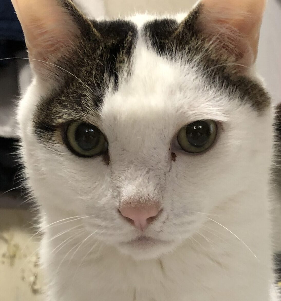 こころみたすペット思い出セレモニーにて葬儀したペットちゃん | イチローくん