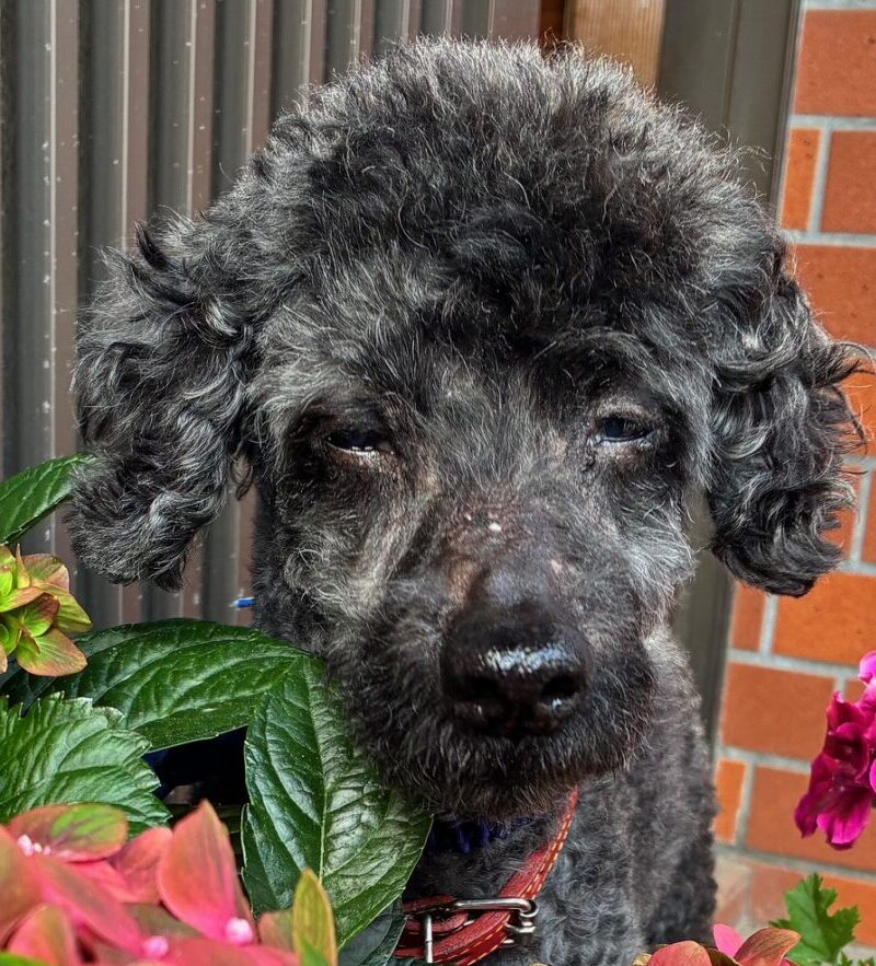 こころみたすペット思い出セレモニーにて葬儀したペットちゃん | レオくん