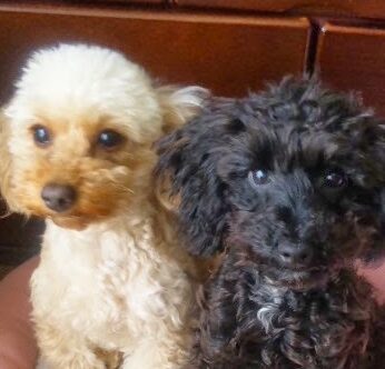 こころみたすペット思い出セレモニーにて葬儀したペットちゃん | くぅちゃん