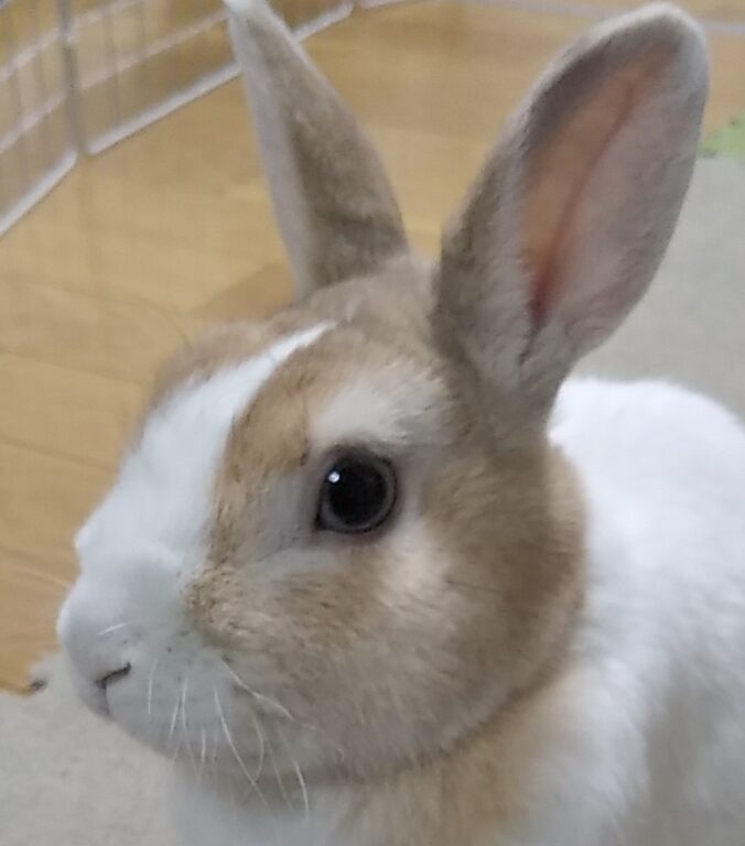 こころみたすペット思い出セレモニーにて葬儀したペットちゃん | チムくん