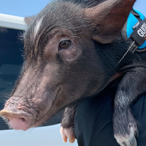 こころみたすペット思い出セレモニーにて葬儀したペットちゃん | ググくん